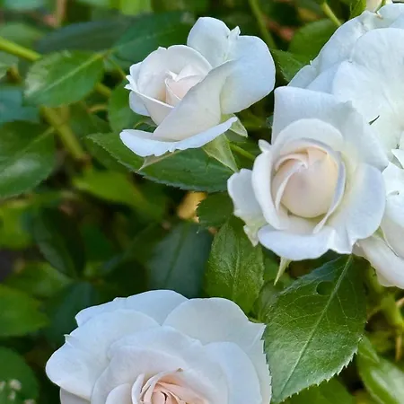 Design-ferienhaus Mit Garten, Kino & 5 Schlafzimmern Villa *