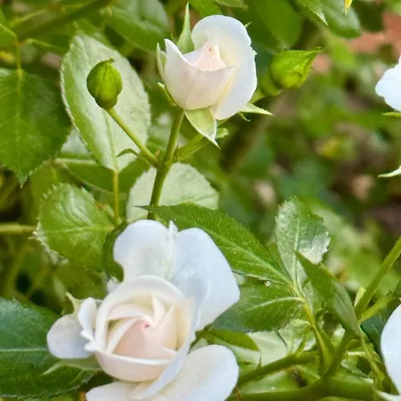 Design-ferienhaus Mit Garten, Kino & 5 Schlafzimmern Villa *