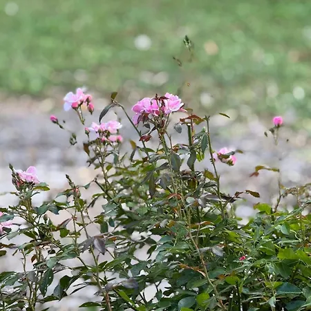 Design-ferienhaus Mit Garten, Kino & 5 Schlafzimmern