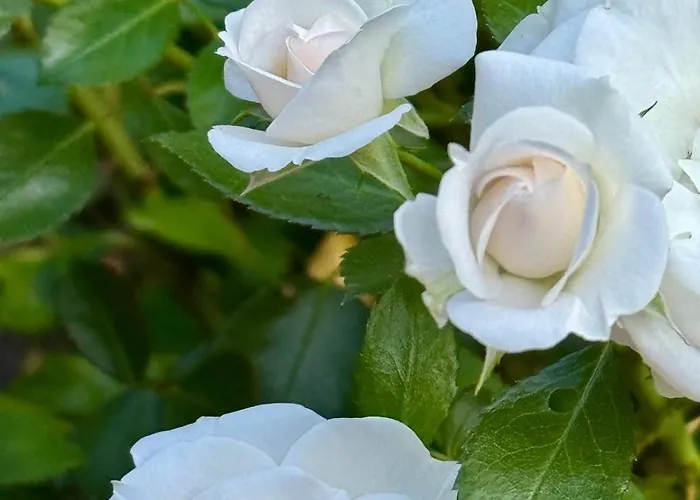 Design-ferienhaus Mit Garten, Kino & 5 Schlafzimmern فيلة *