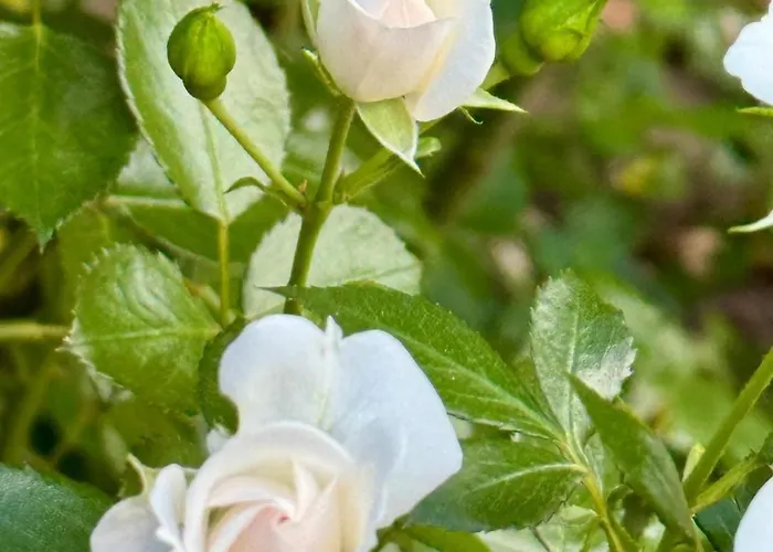 Design-ferienhaus Mit Garten, Kino & 5 Schlafzimmern فيلة *