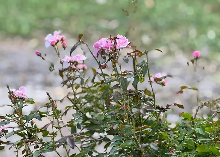 Design-ferienhaus Mit Garten, Kino & 5 Schlafzimmern